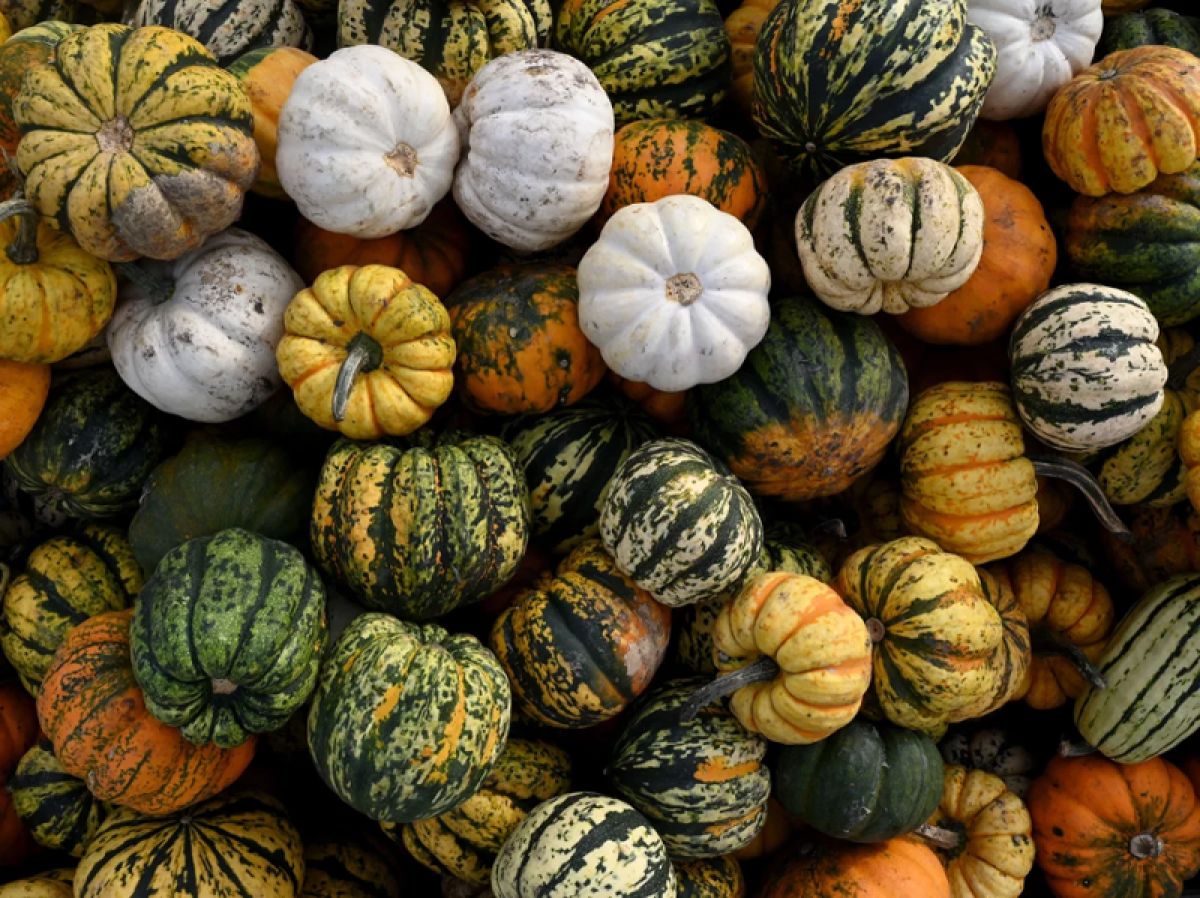 A pile of pumpkins