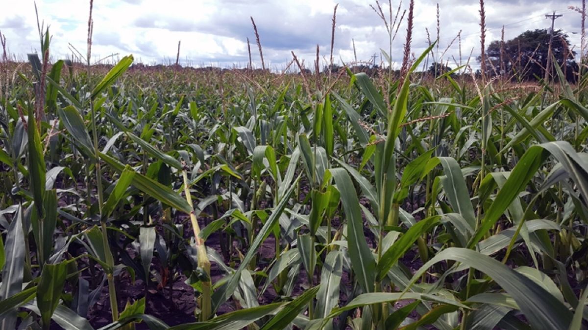 A corn field