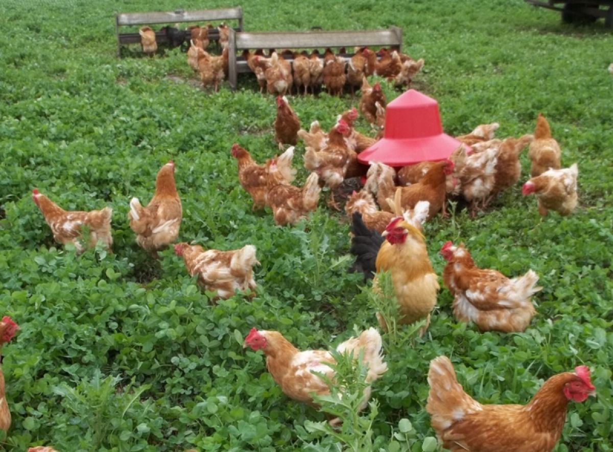 Hens roaming in an Iowa pasture