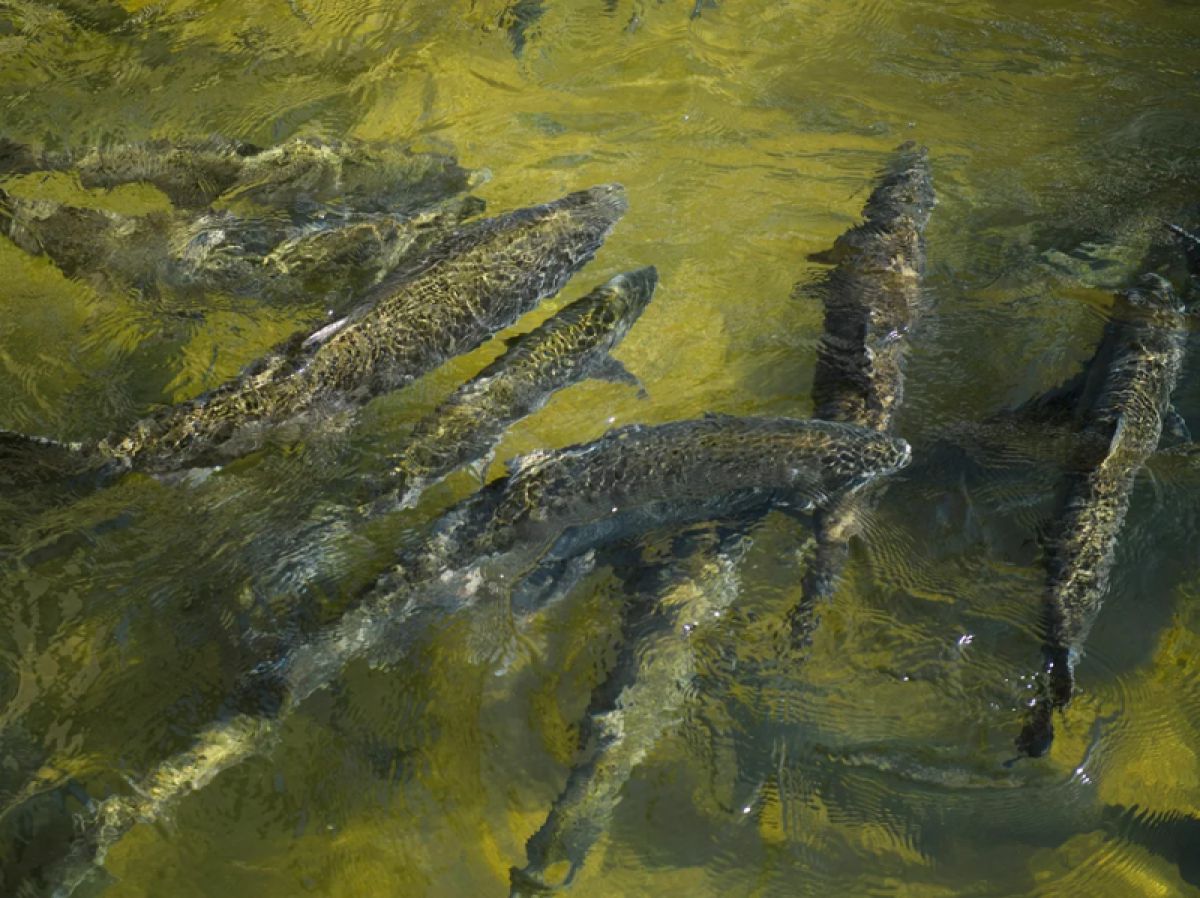 Chinook Salmon swimming