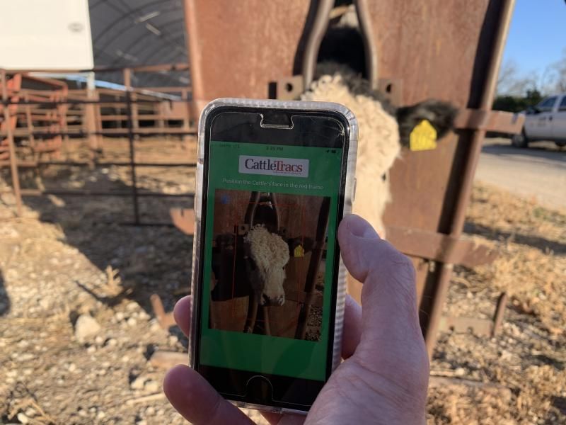 A hand holding a phone in front of the face of a cow in a pen, on the phone screen it says CattleTracs and the face of the cow in a frame.