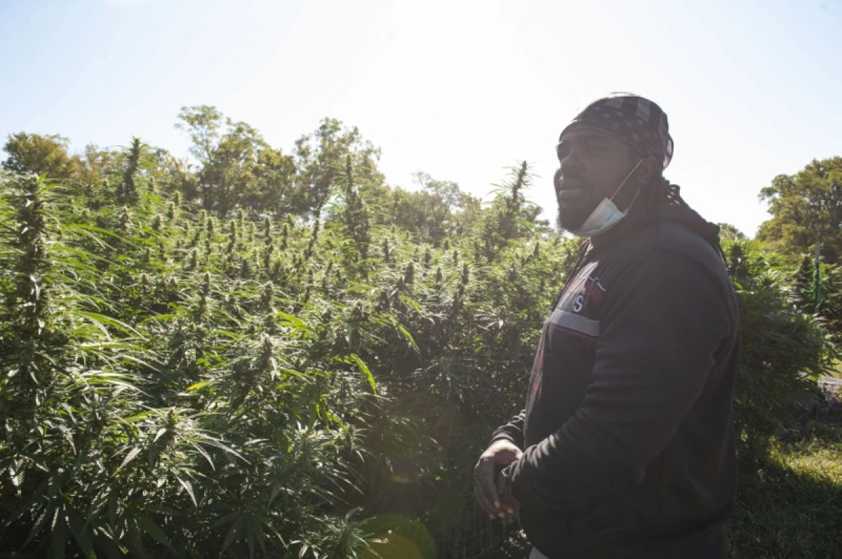 Demarkius Medley with his hemp plants