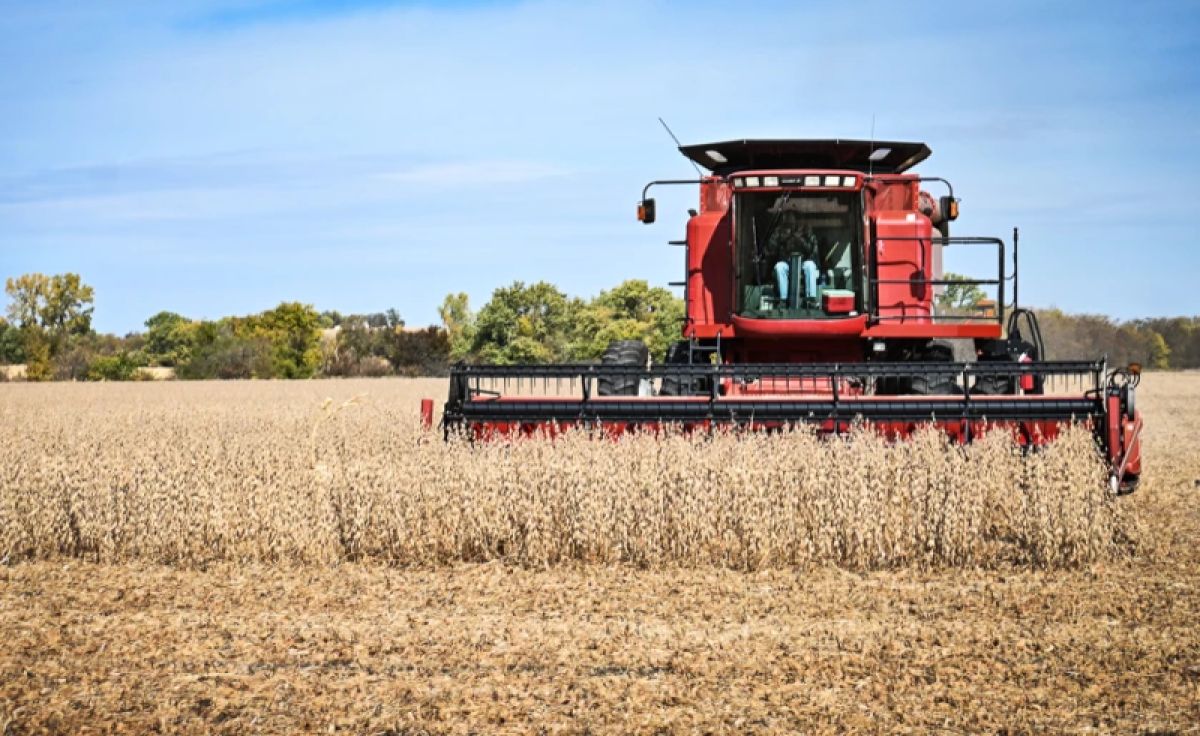 A tractor harvesting soybeans