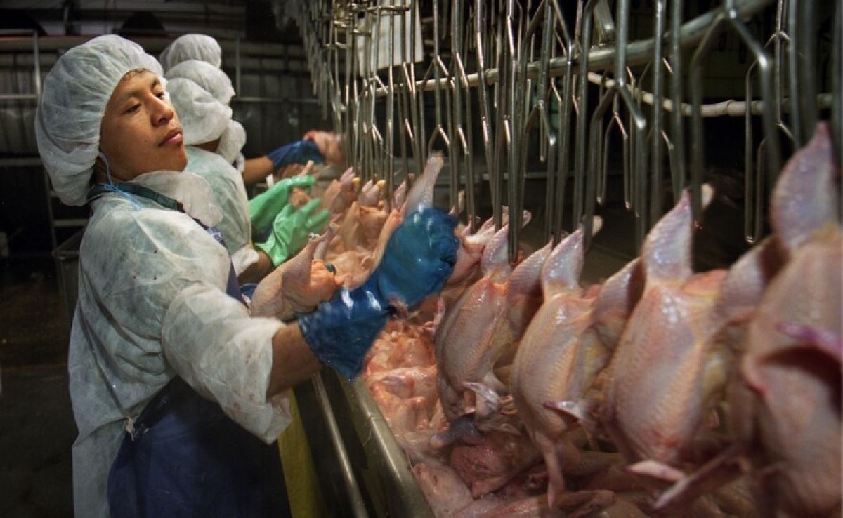 Chicken processing plant