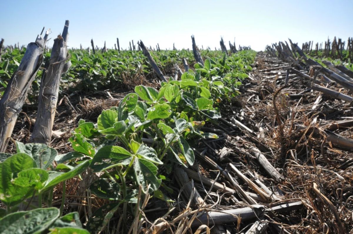 A field with cover crops 