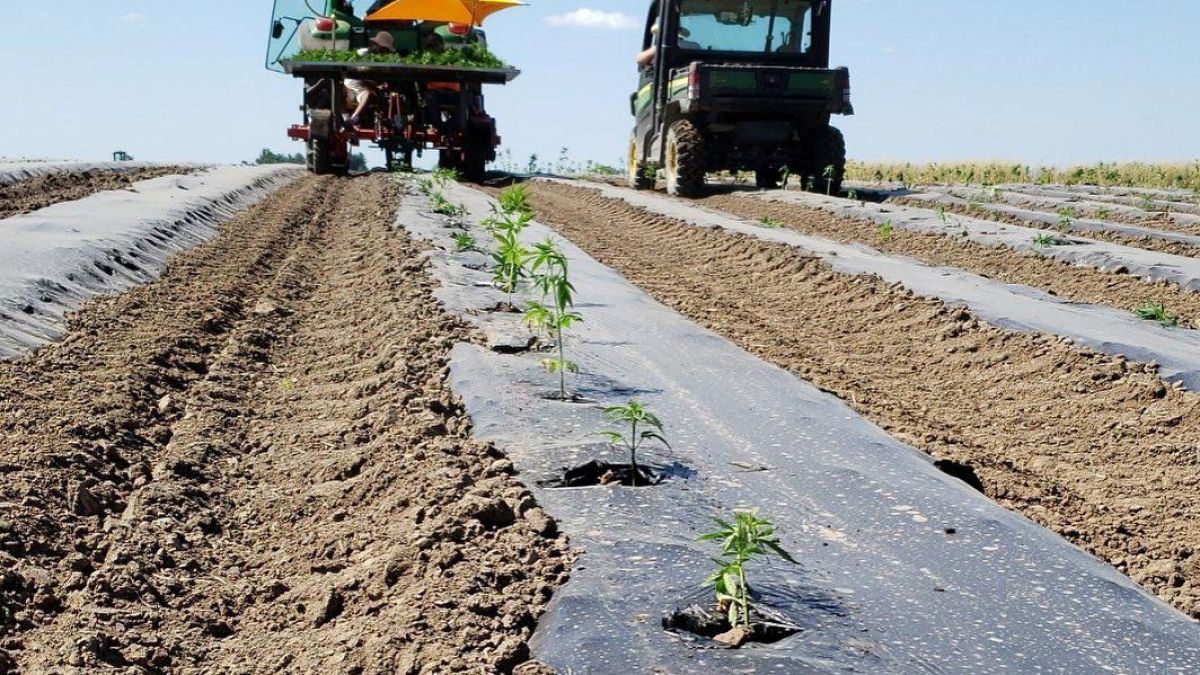 A row of small hemp plants growing in a row with black plastic and dirt and farm equipment in the background