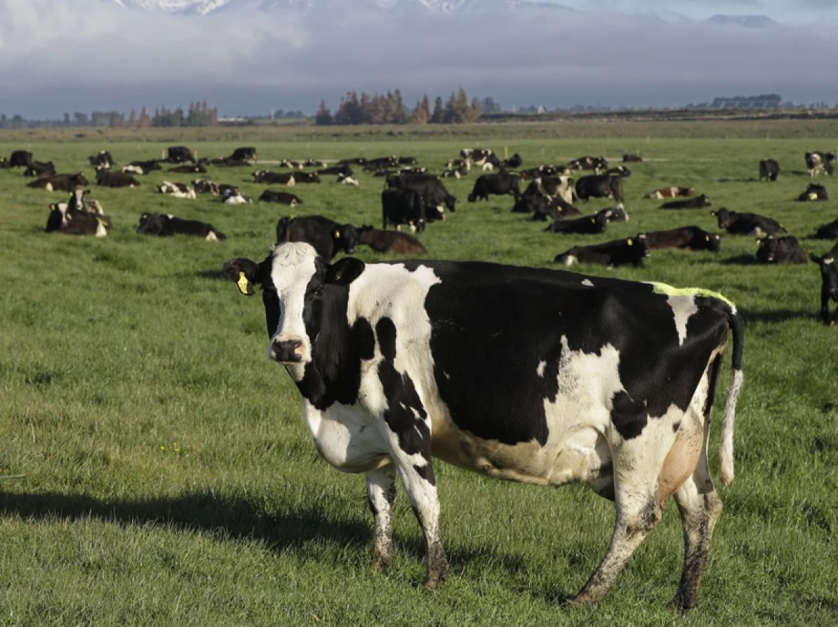 Cows in a field