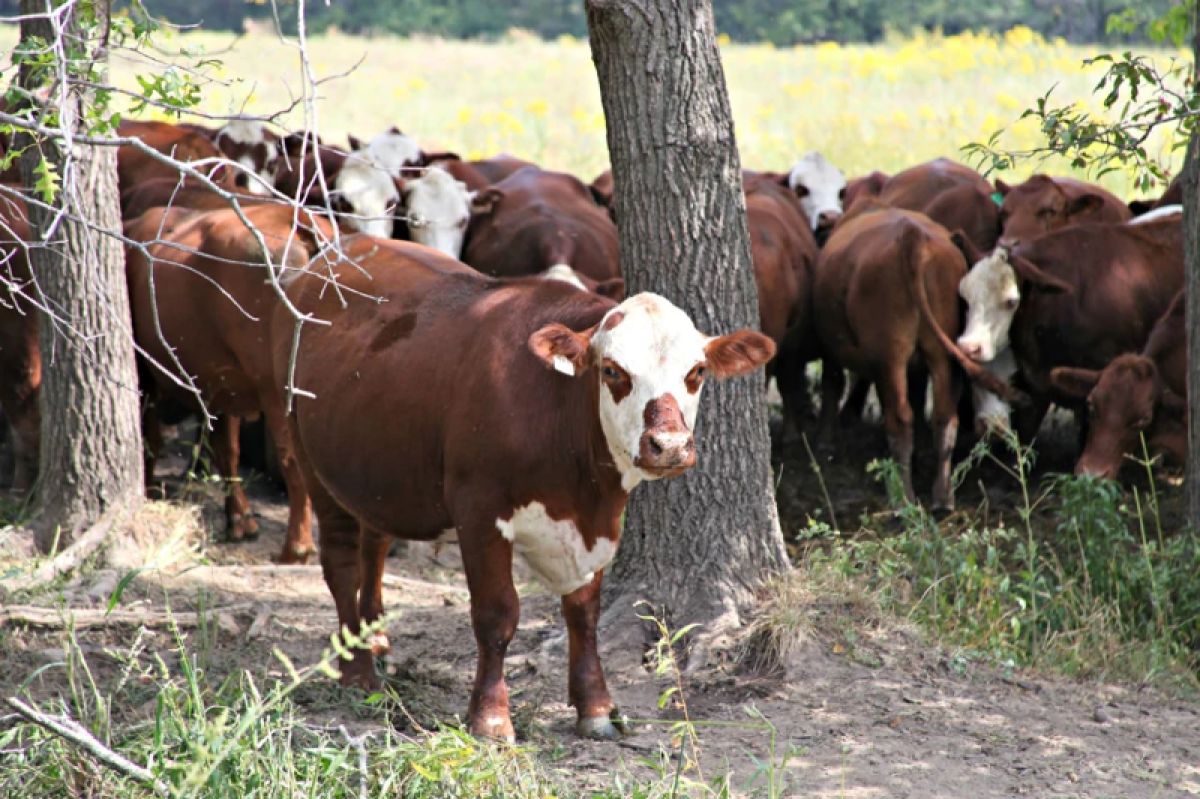 A group a cattle
