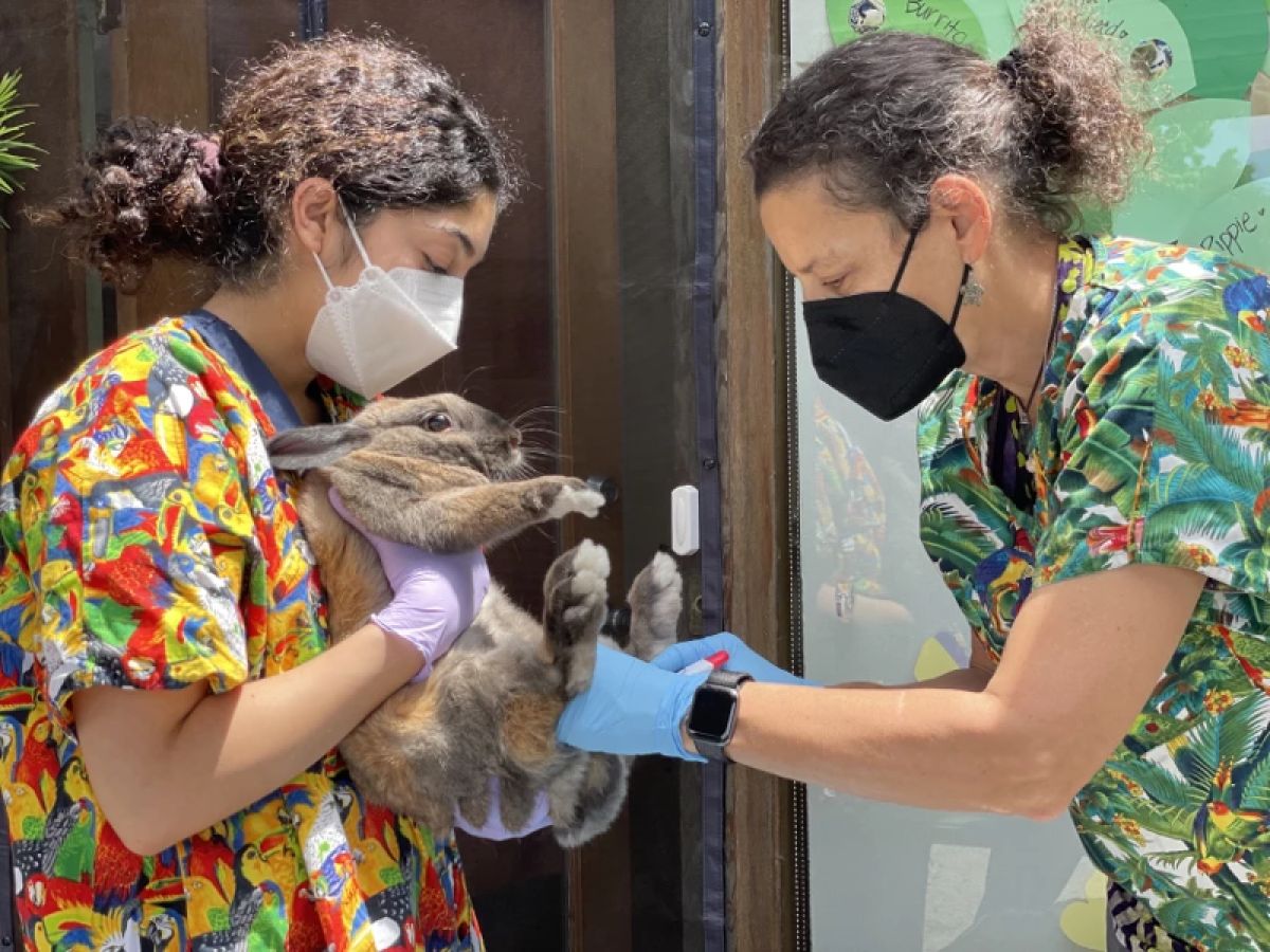A rabbit being vaccinated