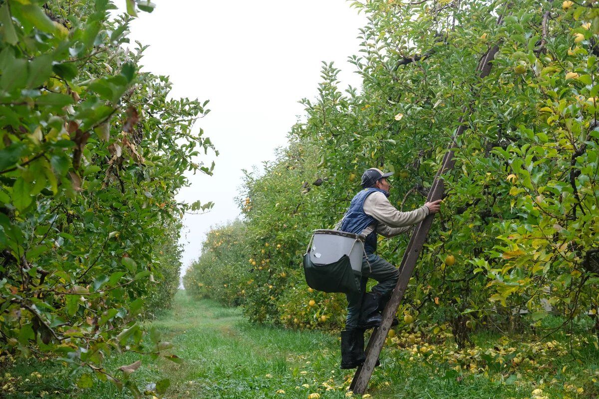 Man on ladder in apple orchard