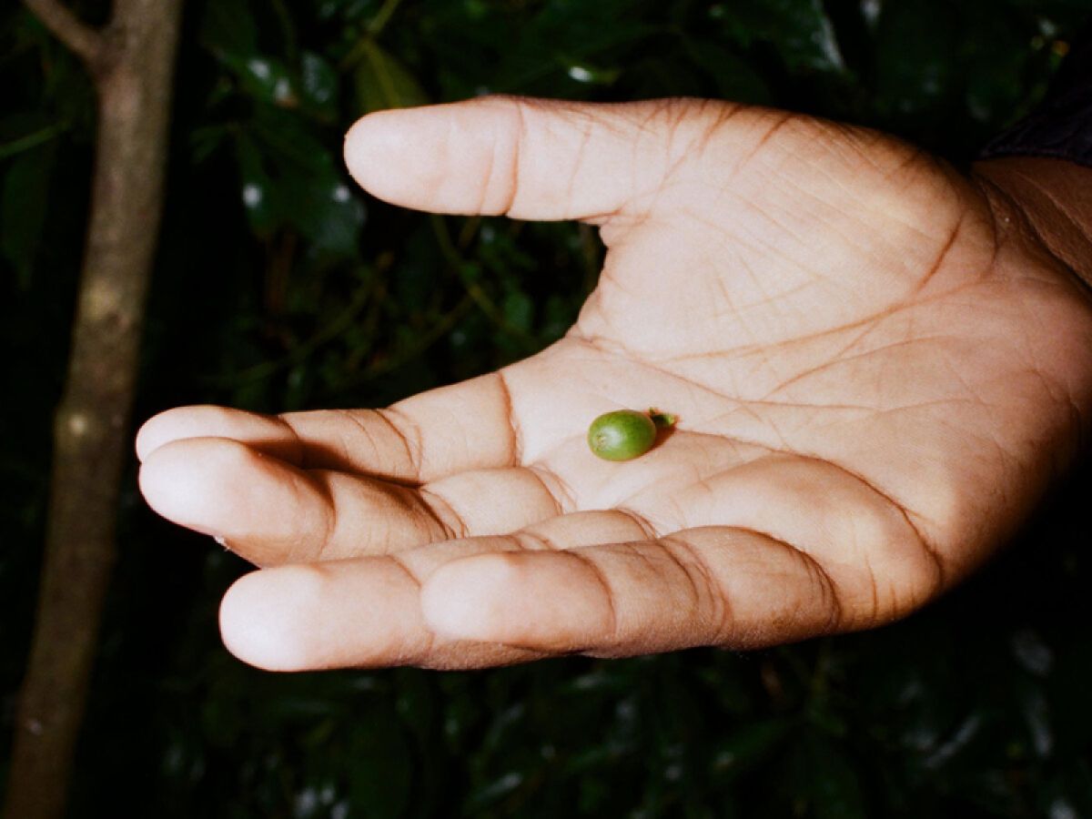 A green coffee bean in hand