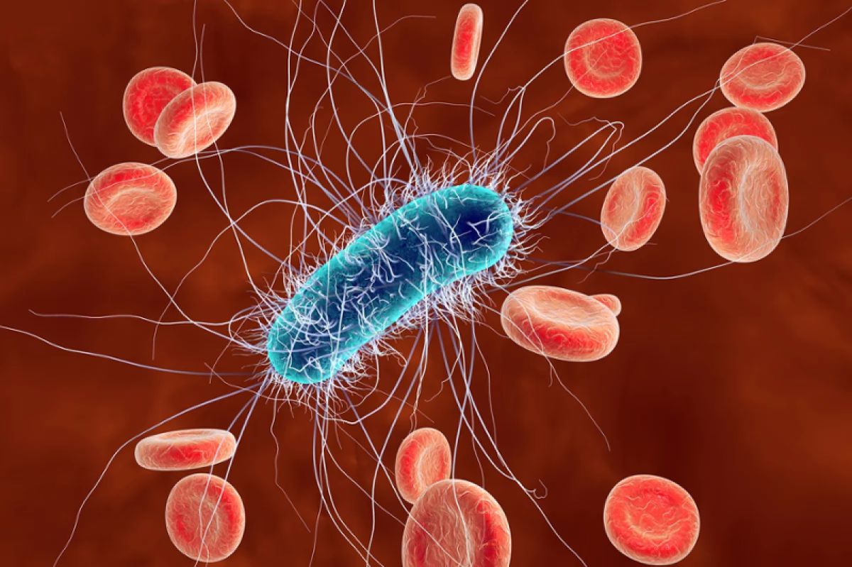 A computer generated image of E. coli in the bloodstream