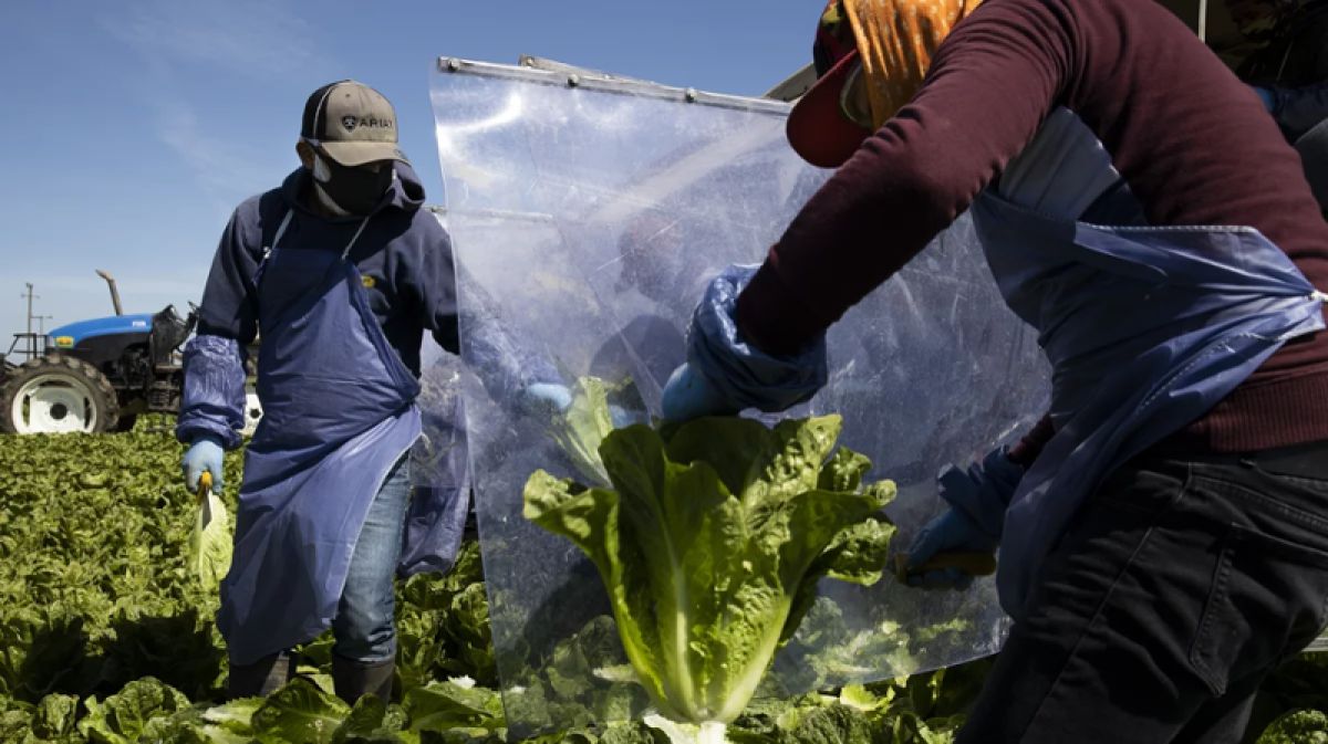 Farmworkers harvesting romaine lettuce