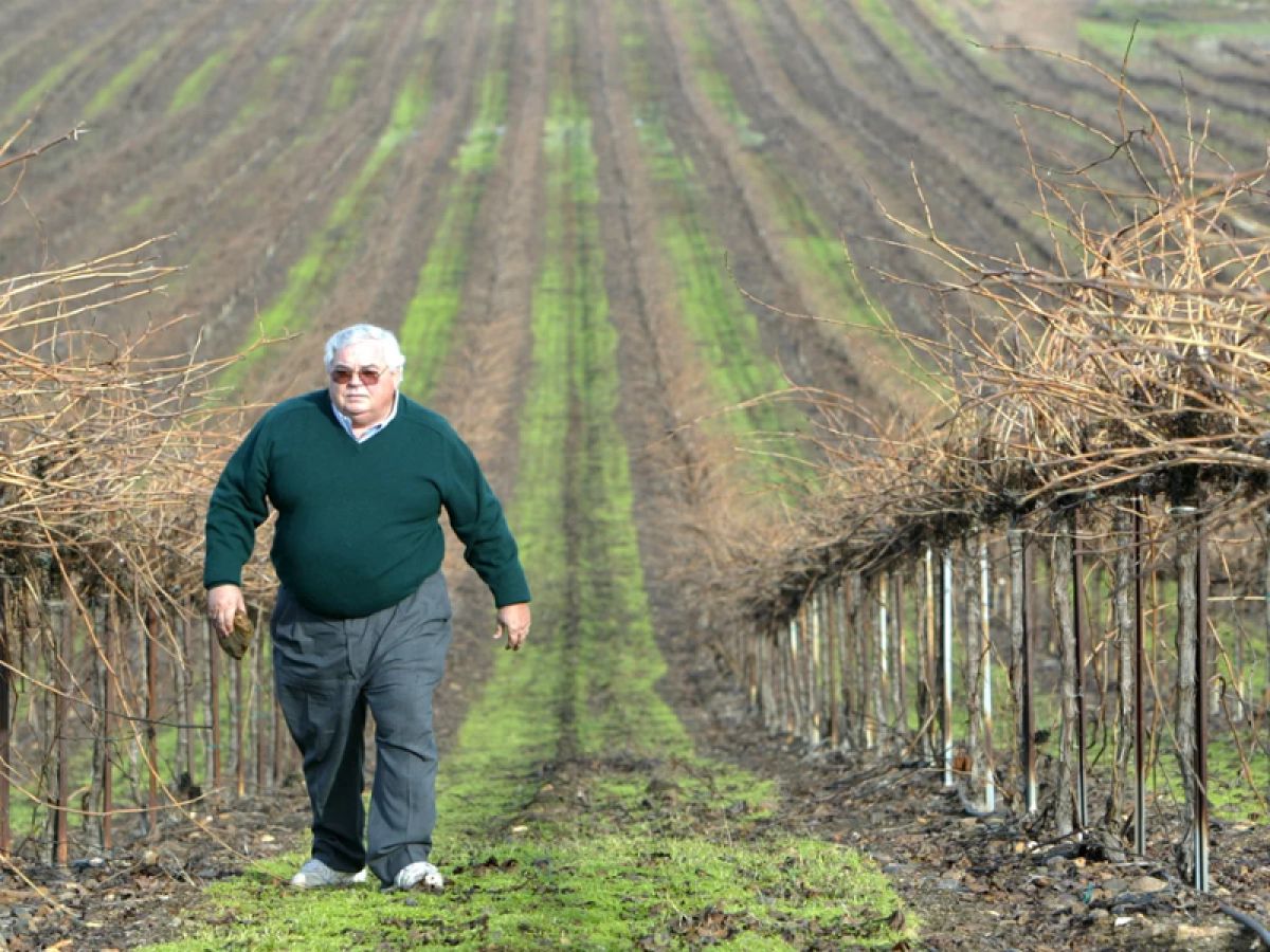 Fred Franzia walking through his field of grape vines