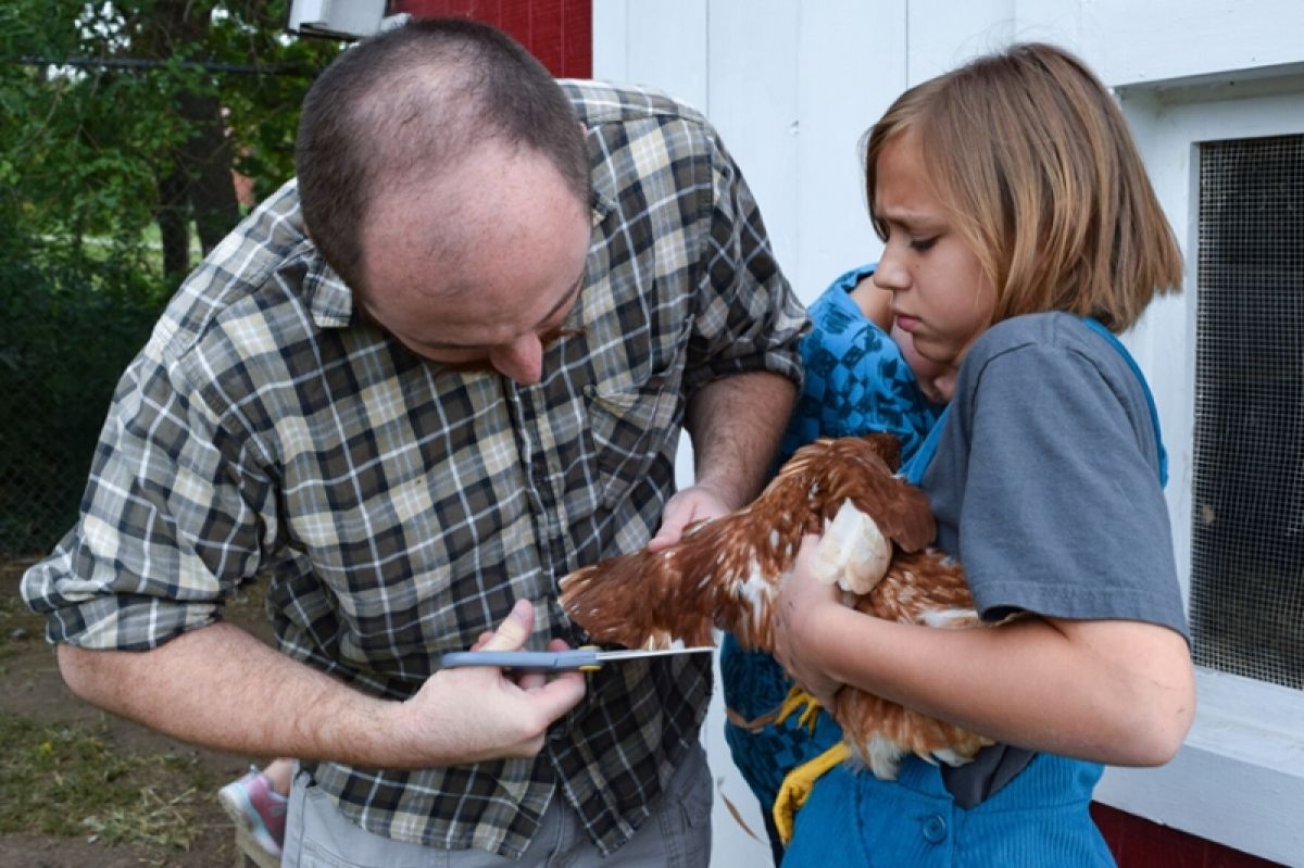 Fifth grader holds chickens as its wings are trimmed 