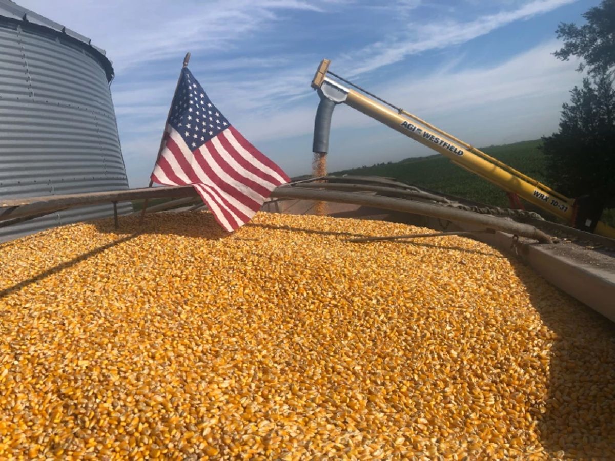 Corn with an American flag