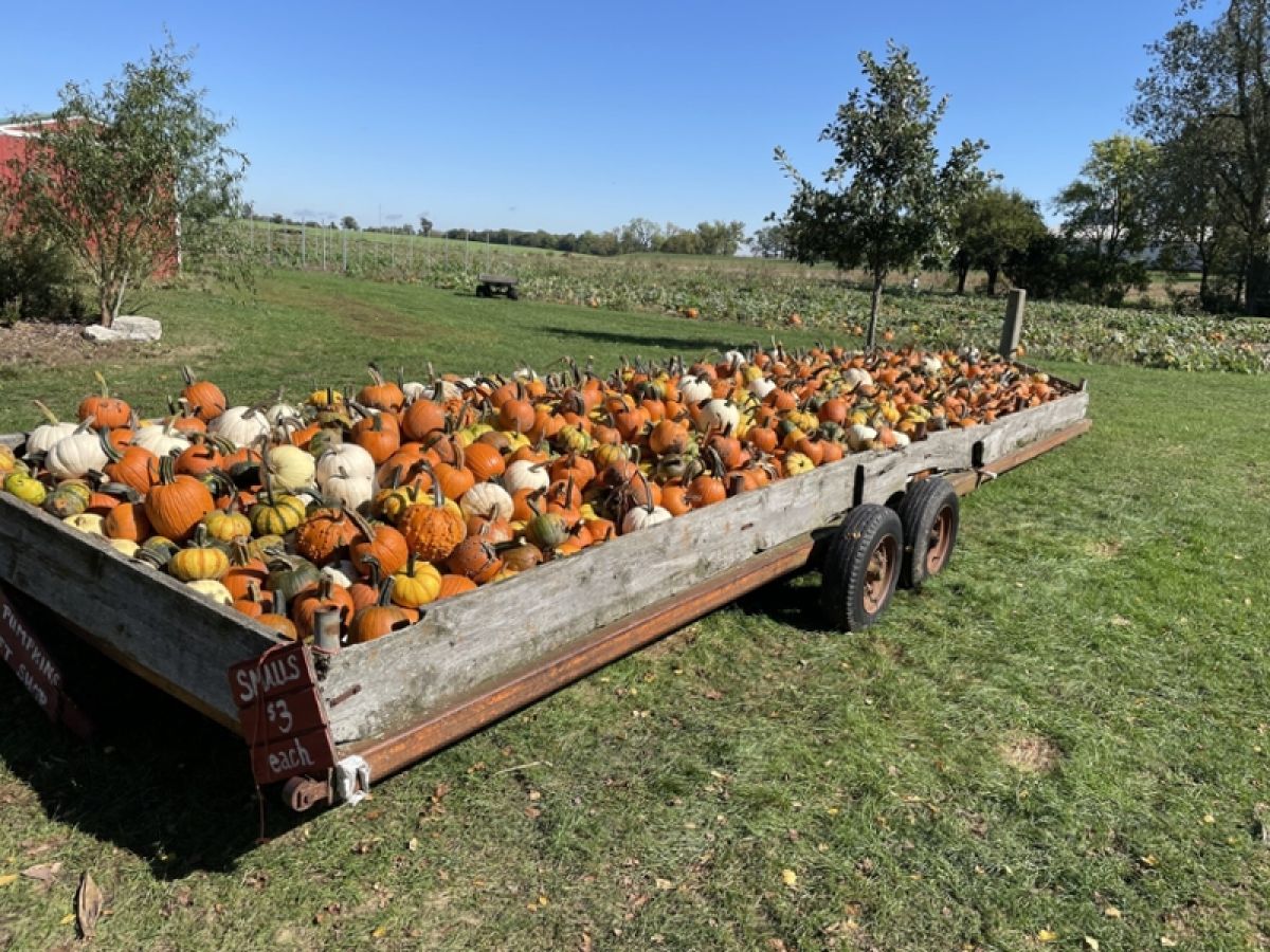 Pumpkins in a trailer 