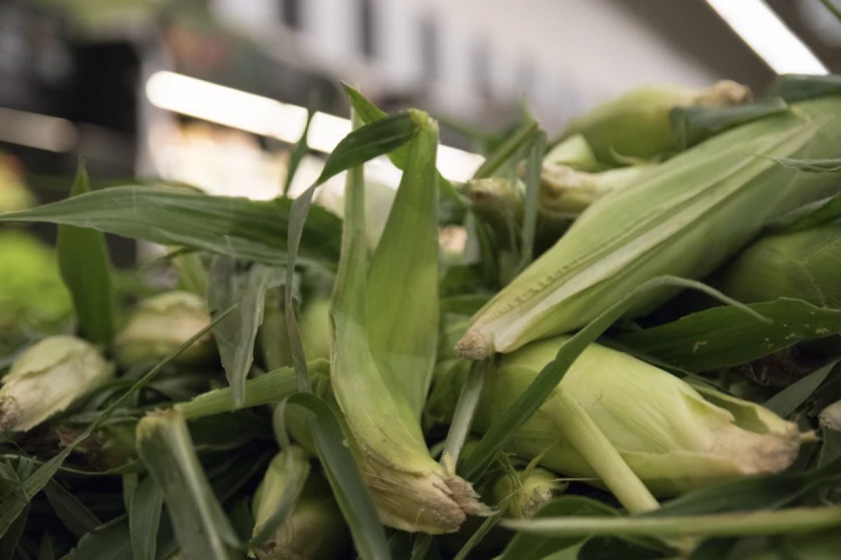 Corn