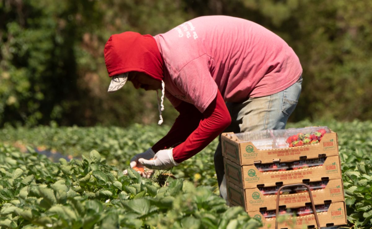 Agricultural guest worker picking strawberries