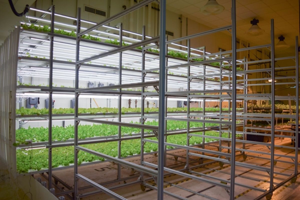 Lettuce growing in an indoor farm