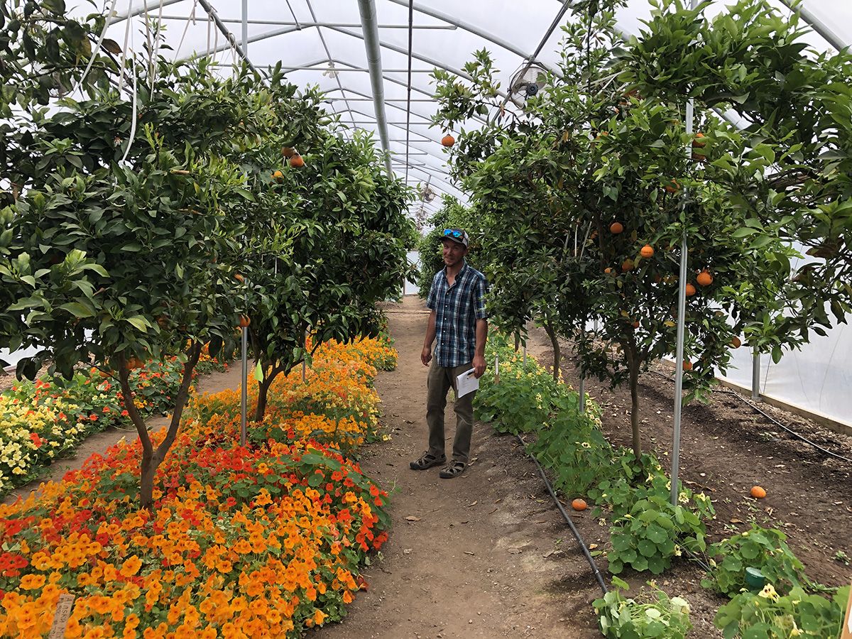 Jordan Chell standing in a greenhouse with orange flowers at his feet and trees with oranges around him