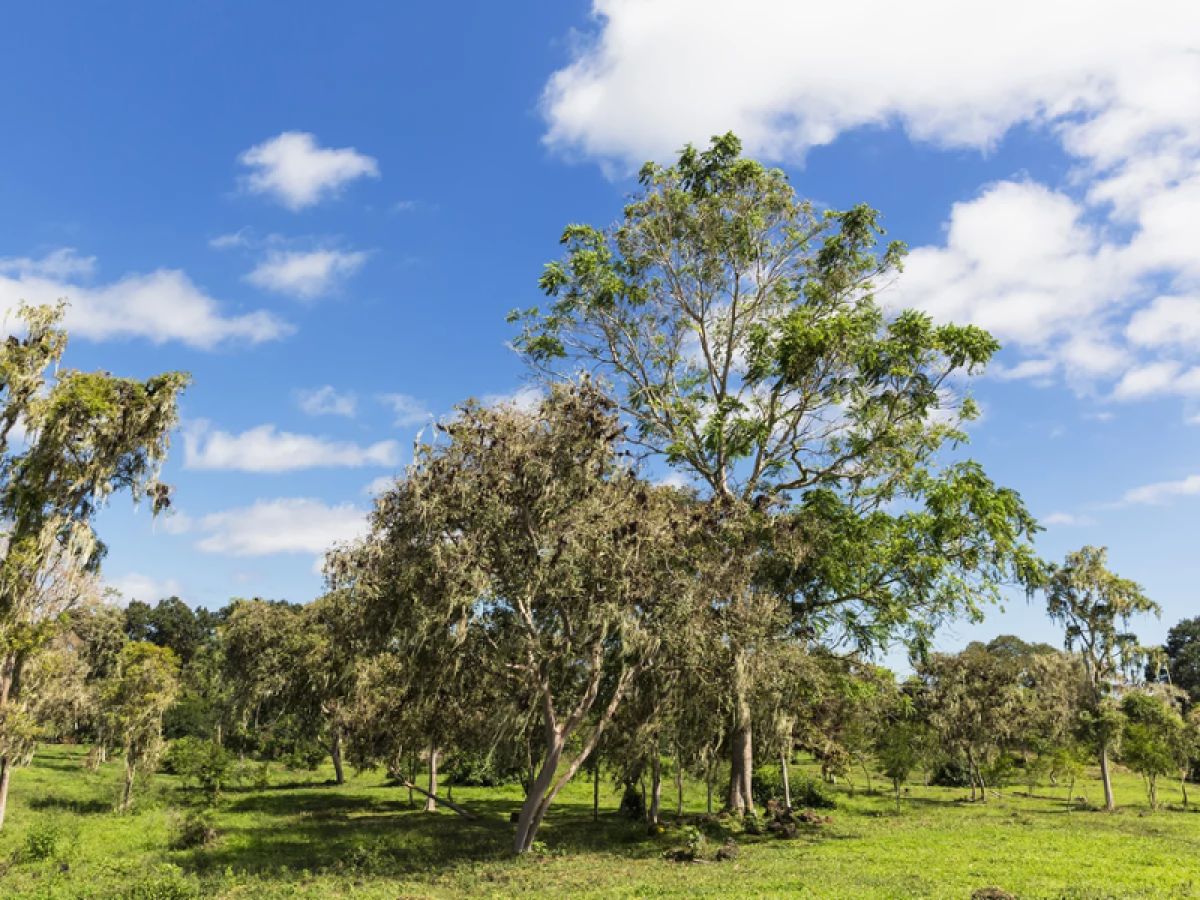 Manchineel tree
