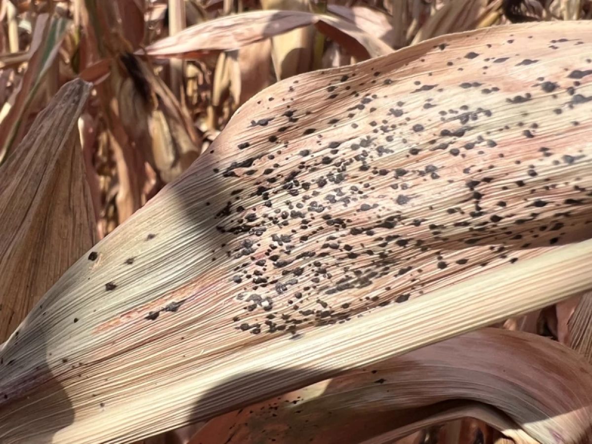A corn stalk infected with Tar spot
