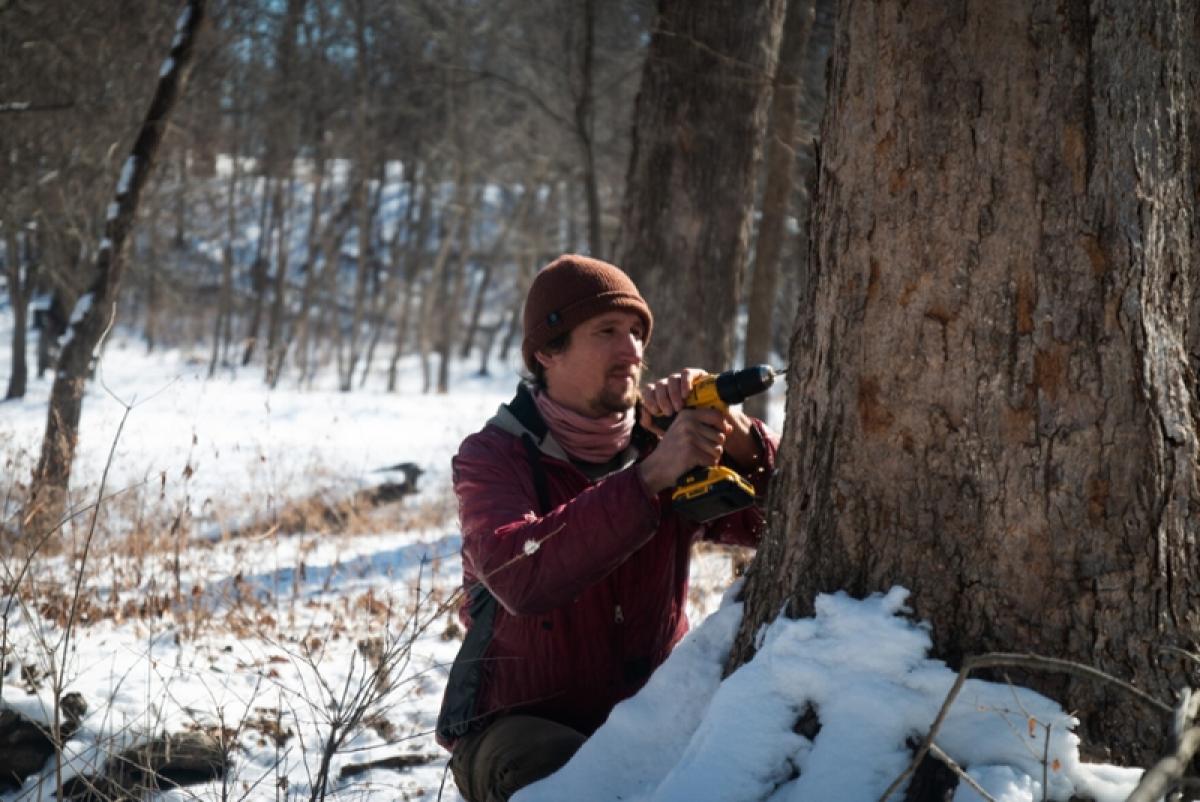 Ben Hoksch drilling into a maple tree 