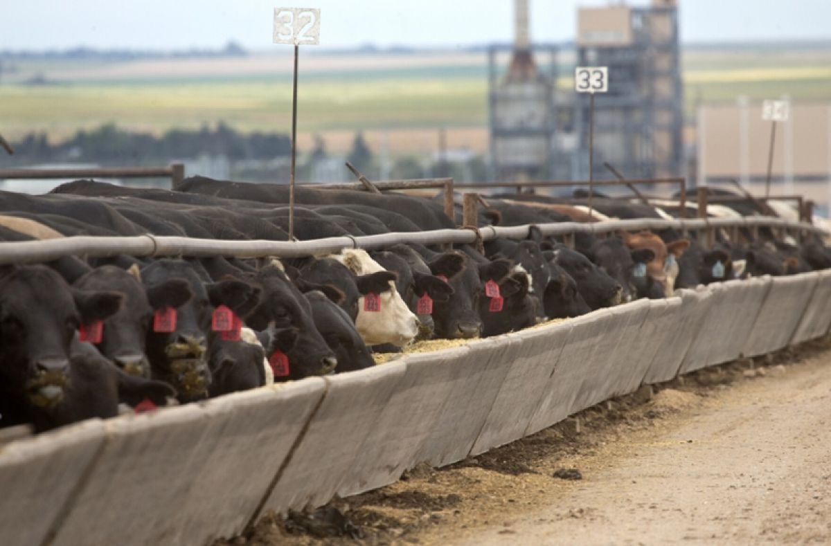 A beef cattle feedlot