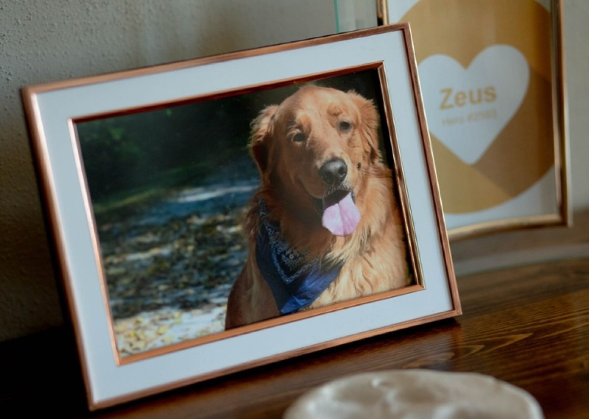 Photo of Zeus the Golden Retriever 