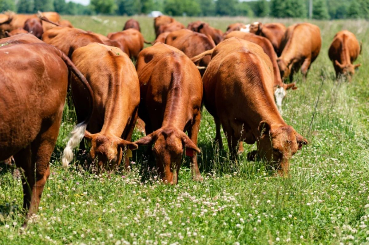 Cattle grazing in a field