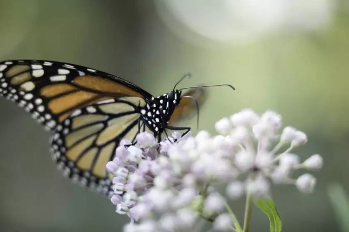 A monarch butterfly pollinating a flower