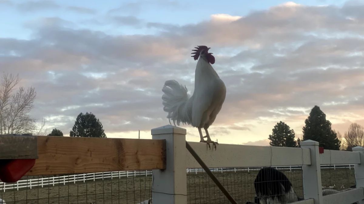 A rooster crowing at a farm in Idaho