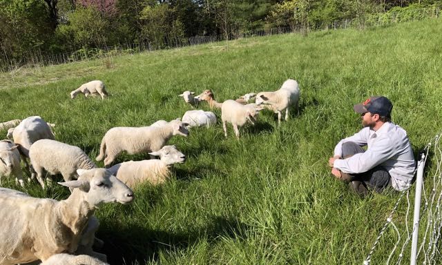 Nate Brownlee sitting in green field facing a flock of white sheep who are facing him and moving towards him