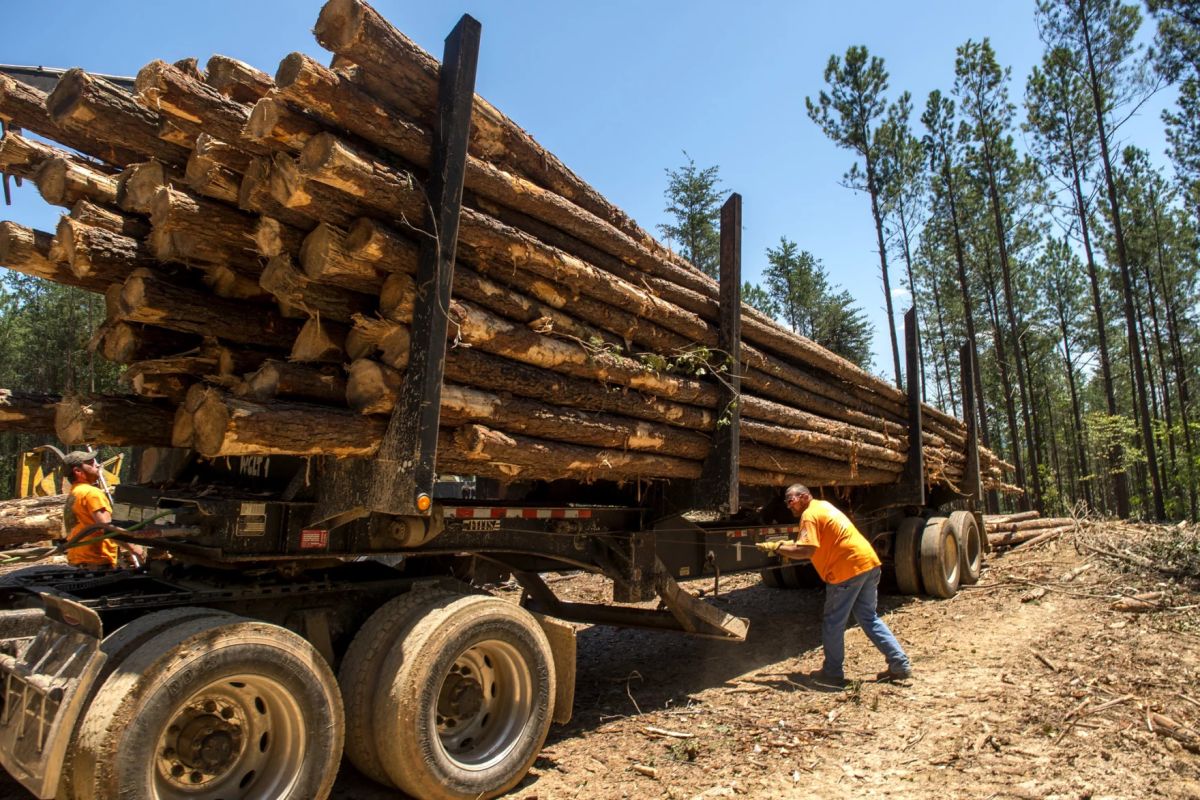 a logging truck packed with trees