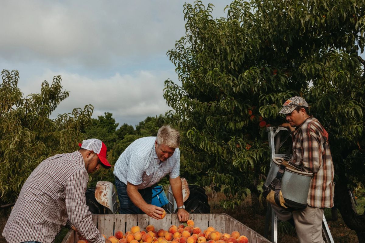 Two men examining a crate of peaches