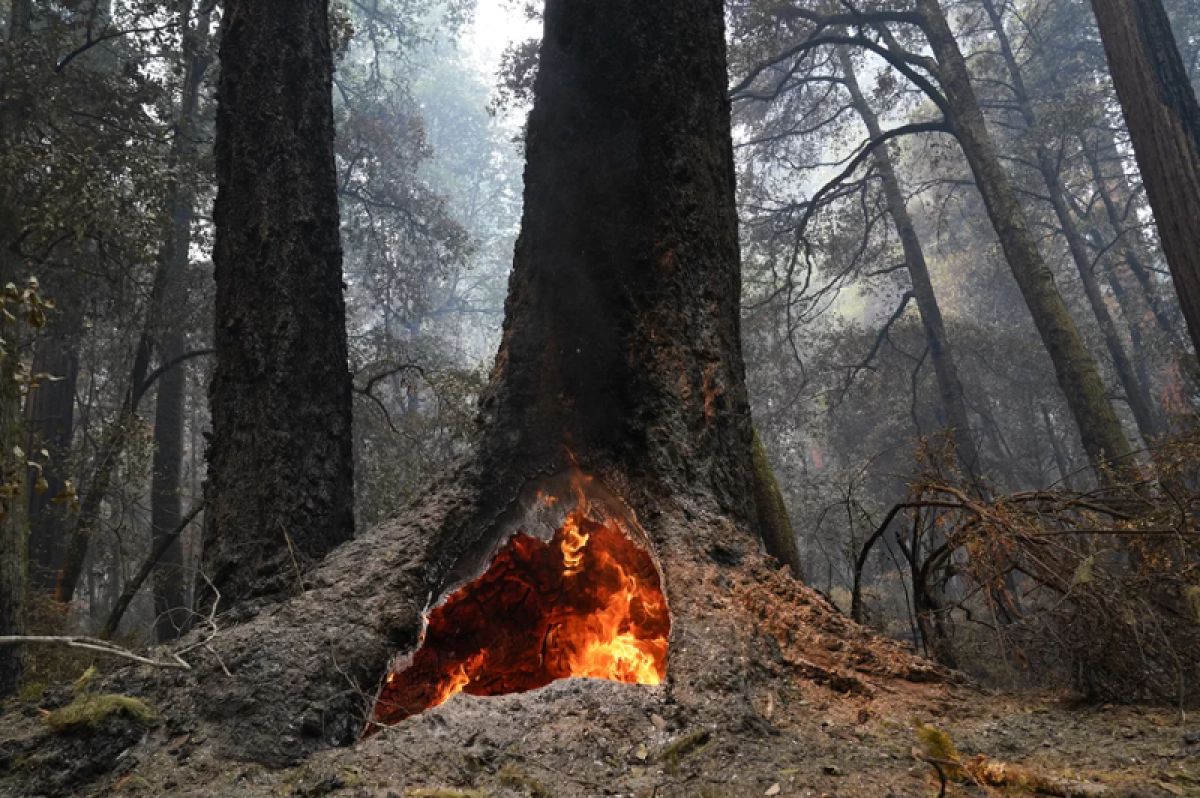 Fire burns inside an old growth redwood
