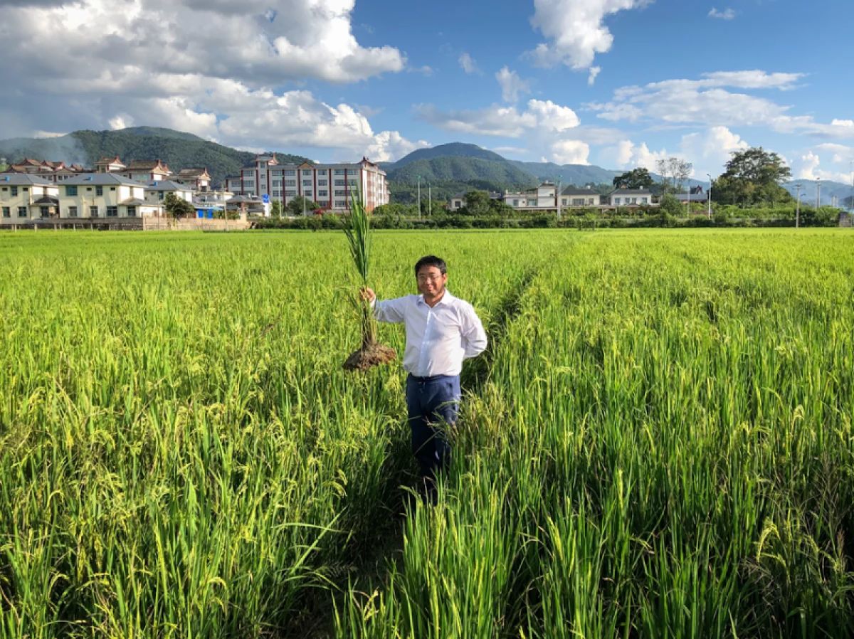 Dr. Fengyi Hu in a field of rice 