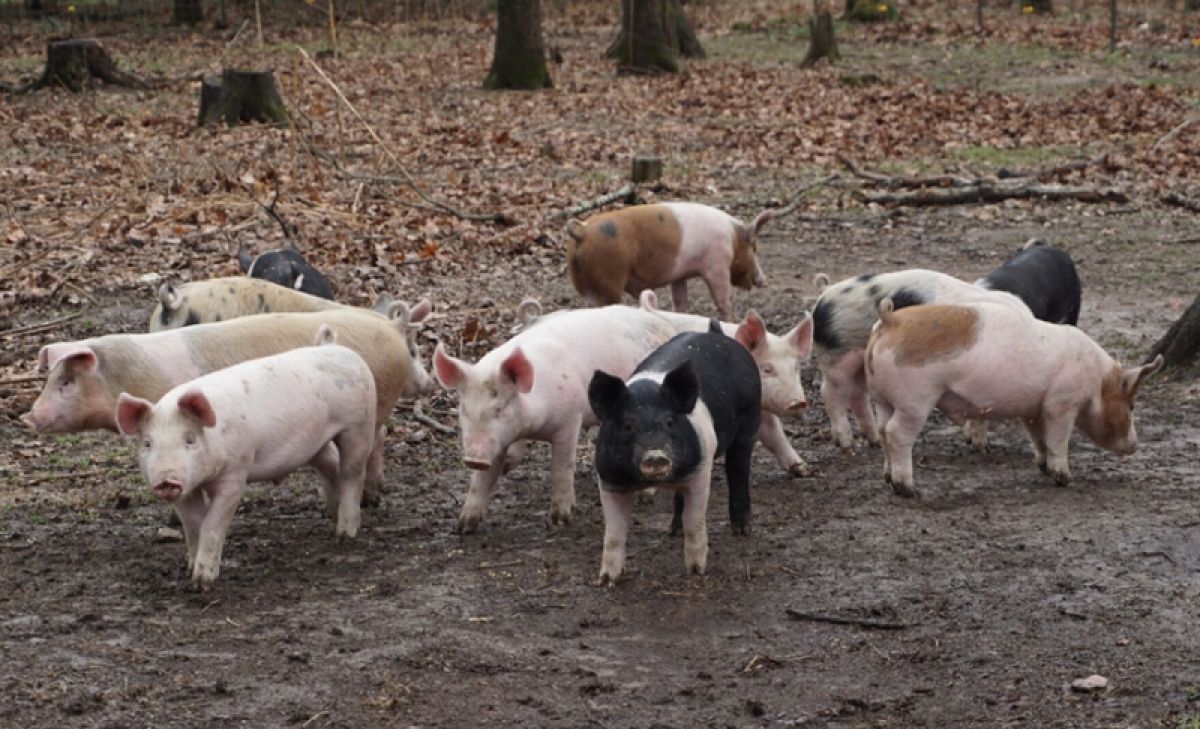 A group of pigs