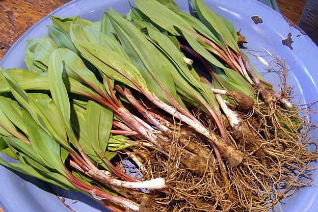 A plate of ramps, looking like short green onions with leafy bright green tops, dirt clinging to the bulbs and roots, piled on a blue plate