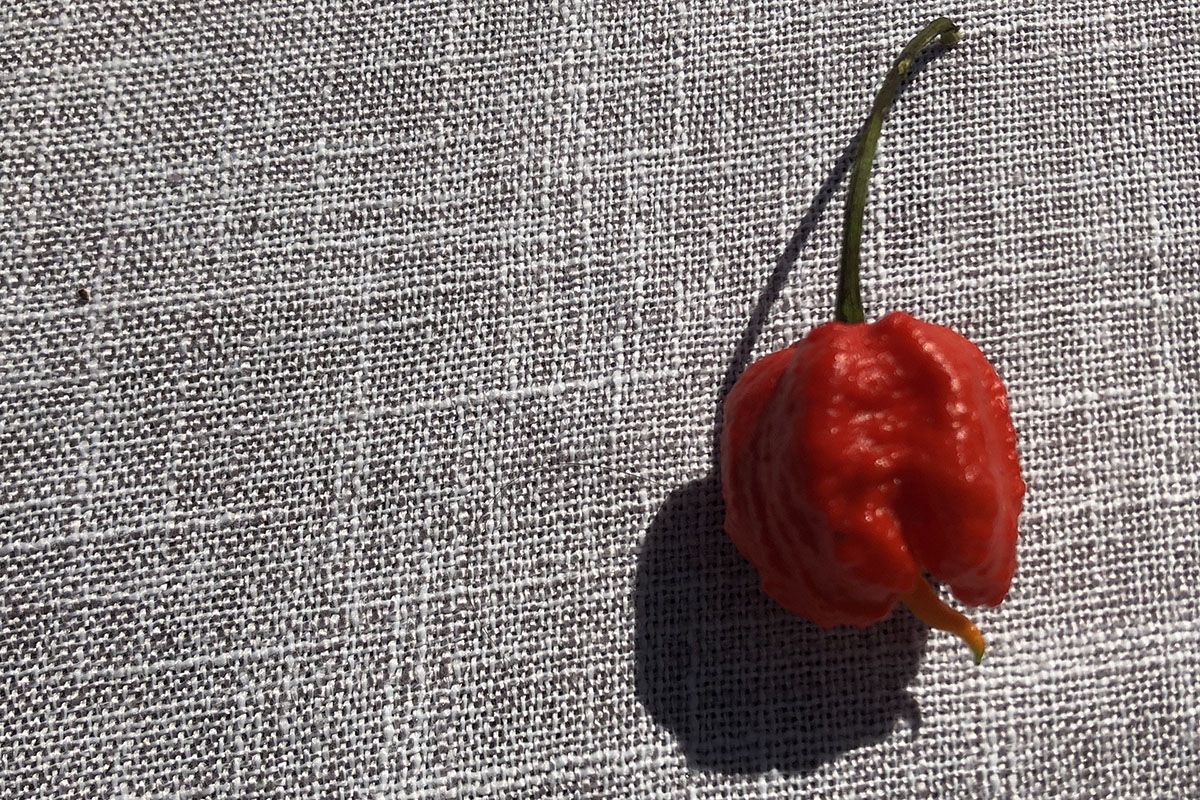 A close up of a bright red bumpy pepper with a tail-like tip on a linen table cloth