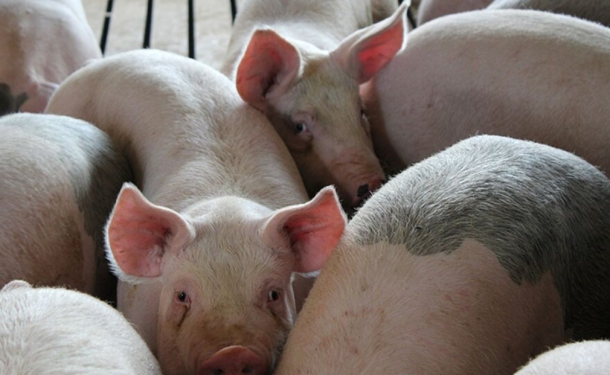group of pigs