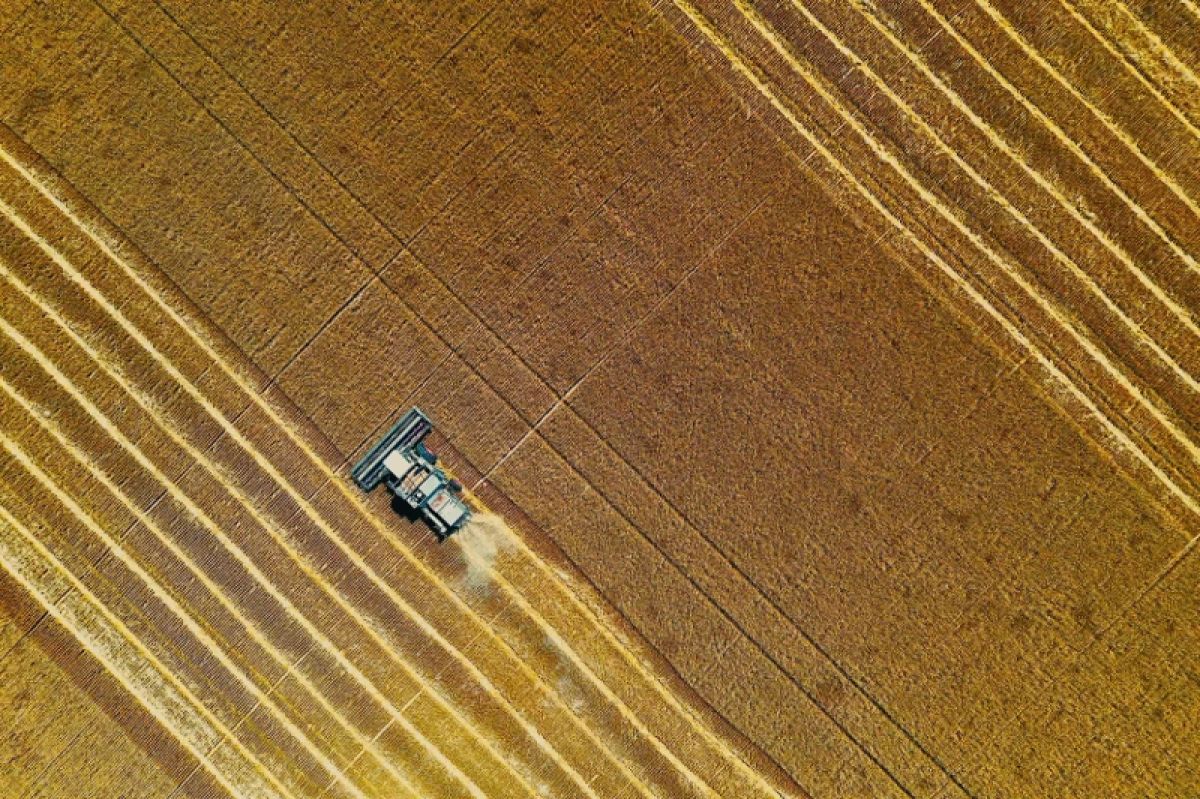A field being harvested 
