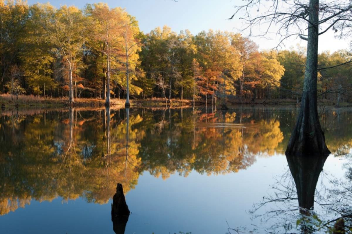 The Mingo Wilderness Area in southern Missouri