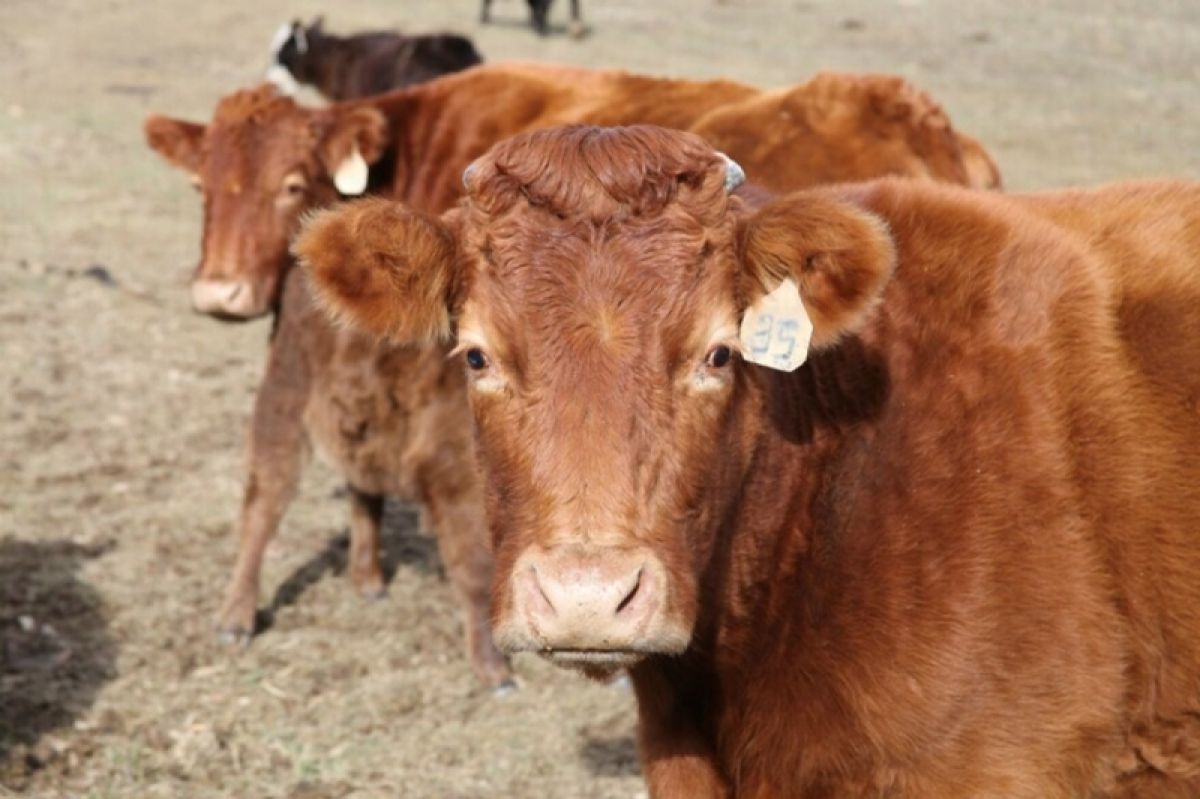 A herd of cattle 