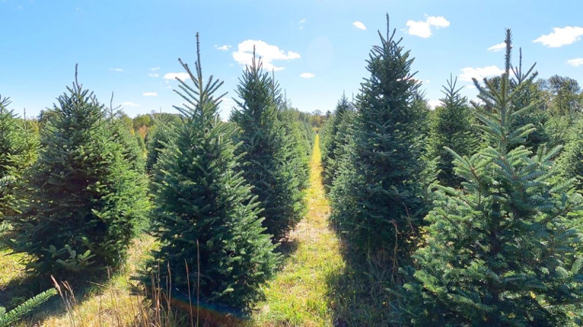 Christmas tree farm
