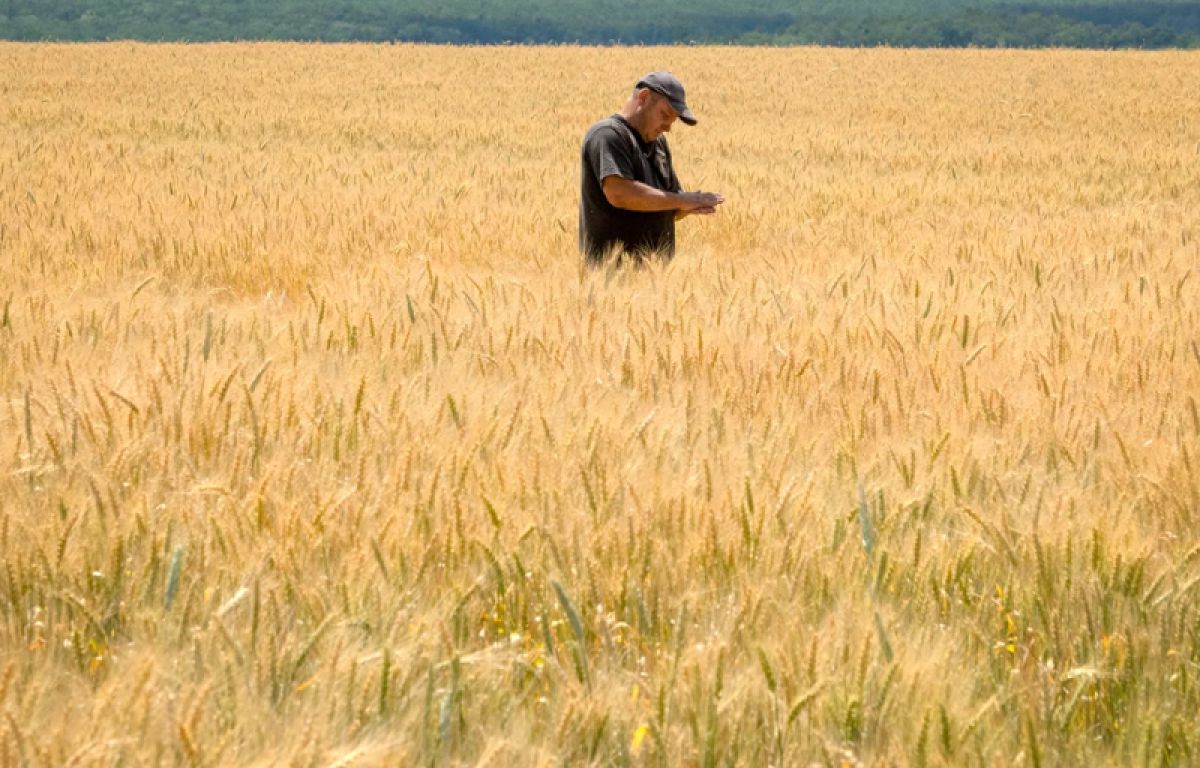Ukrainian man in a wheat field
