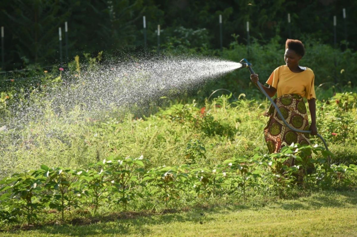 Mediatrice Niyonkuru watering crops