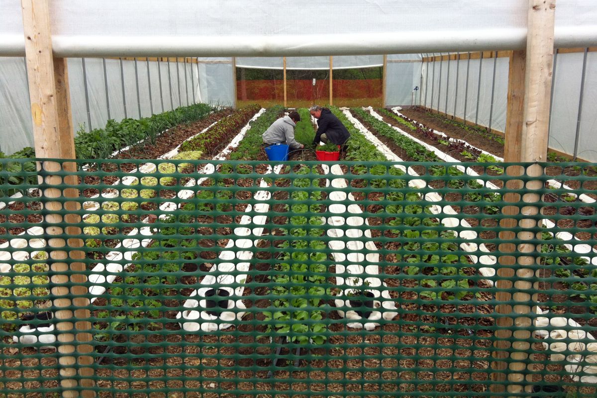 Interior view of a hoop house with many rows of plants and two people squatting in the rows working.