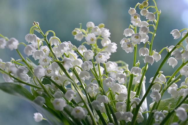 Lily of The Valley – Essence Of Life, Lily Of The Valley Essential Oil 